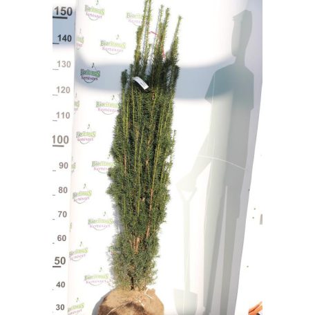 Oszlopos zöld tiszafa Taxus media 'Green Rocket'  FL 2xi 125/150 cm