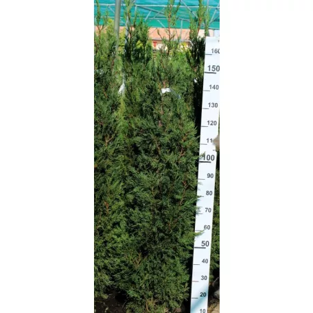 Oszlopos zöld tiszafa Taxus media 'Green Rocket' FL 150 cm