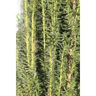 Oszlopos zöld tiszafa Taxus media 'Green Rocket' FL 150 cm