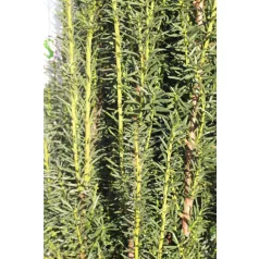  Oszlopos zöld tiszafa Taxus media 'Green Rocket' FL 150 cm