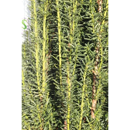 Oszlopos zöld tiszafa Taxus media 'Green Rocket' FL 150 cm