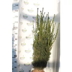   Oszlopos tiszafa Taxus media 'Hillii' (hímivarú) FL 2XI 100/125 cm