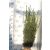 Oszlopos tiszafa Taxus media 'Hillii' (hímivarú) FL 2XI 100/125 cm