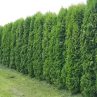 Oszlopos nyugati tuja Thuja occidentalis 'Columna' FL 2xi 80/100 cm