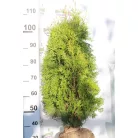 Oszlopos nyugati tuja Thuja occidentalis 'Columna' FL 2xi 80/100 cm
