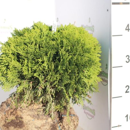 Törpe gömbtuja Thuja occidentalis 'Danica' FL 2xi 30/40