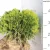 Törpe gömbtuja Thuja occidentalis 'Danica' FL 2xi 30/40