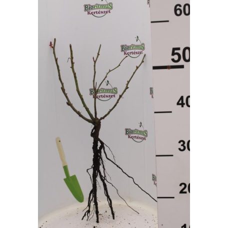 Rózsa Tearózsa Erica Pluhar