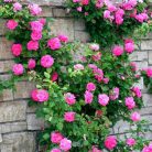 Rózsa Futórózsa Parade