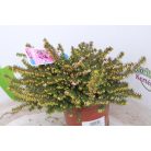 Örökzöld erika Erica darleyensis 'Kramer's Rote' 15-20 cm