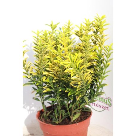 Kislevelű törpe kecskerágó Euonymus japonicus microphyllus Aureo Gold 20-25 cm P13