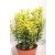 Kislevelű törpe kecskerágó Euonymus japonicus microphyllus Aureo Gold 20-25 cm P13