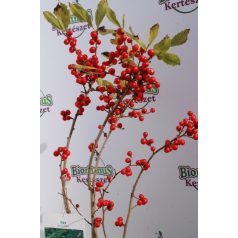 Mocsári Magyal Ilex Verticillata 40-60 cm C2 lit.