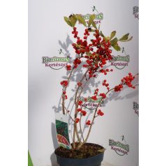Mocsári Magyal Ilex Verticillata 40-60 cm C2 lit.