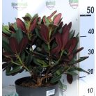 Örökzöld havasszépe vagy rododendron Rhododendron 'Wine and Roses' 30-40 cm C5 lit.