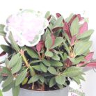 Örökzöld havasszépe vagy rododendron Rhododendron 'Wine and Roses' 30-40 cm C5 lit.