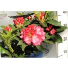 Örökzöld havasszépe vagy rododendron Rhododendron 'Wine and Roses' 30-40 cm C5 lit.