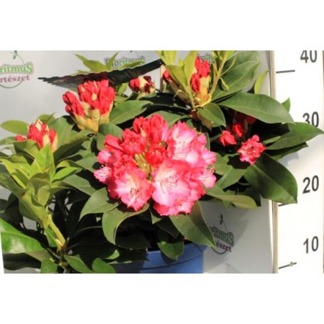 Örökzöld havasszépe vagy rododendron Rhododendron 'Wine and Roses' 30-40 cm C5 lit.