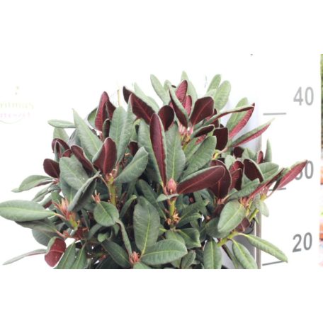 Örökzöld havasszépe vagy rododendron Rhododendron 'Wine and Roses' 30-40 cm C5 lit.