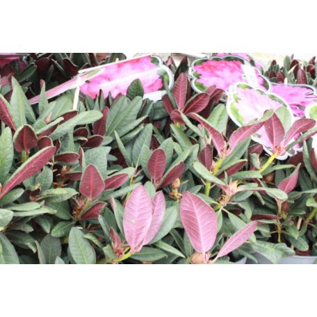 Örökzöld havasszépe vagy rododendron Rhododendron 'Wine and Roses' 30-40 cm C5 lit.