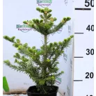 Koreai jegenyefenyő Abies koreana 25-30cm C3 lit.