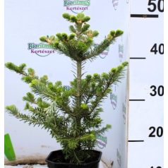 Koreai jegenyefenyő Abies koreana 25-30cm C3 lit.