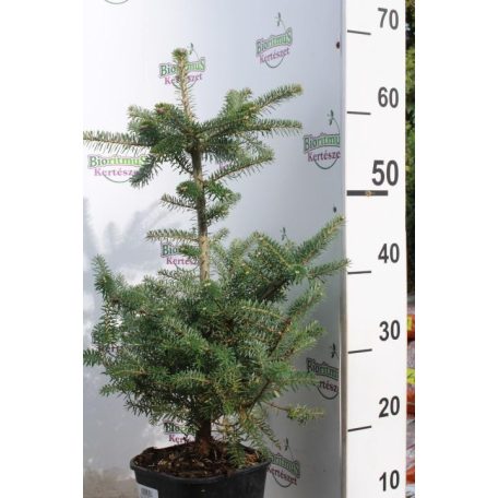 Koreai jegenyefenyő Abies koreana  25-30cm C3 lit.