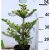 Koreai jegenyefenyő Abies koreana 25-30cm C3 lit.