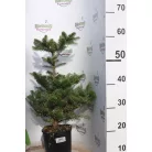 Koreai jegenyefenyő Abies koreana 25-30cm C3 lit.