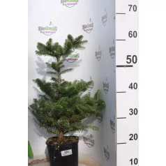 Koreai jegenyefenyő Abies koreana 25-30cm C3 lit.
