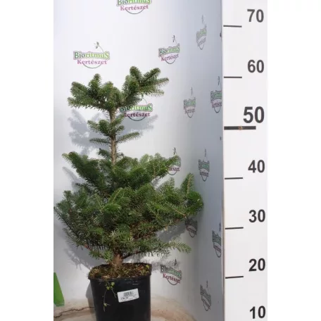 Koreai jegenyefenyő Abies koreana 25-30cm C3 lit.