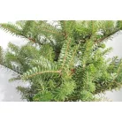 Koreai jegenyefenyő Abies koreana 25-30cm C3 lit.