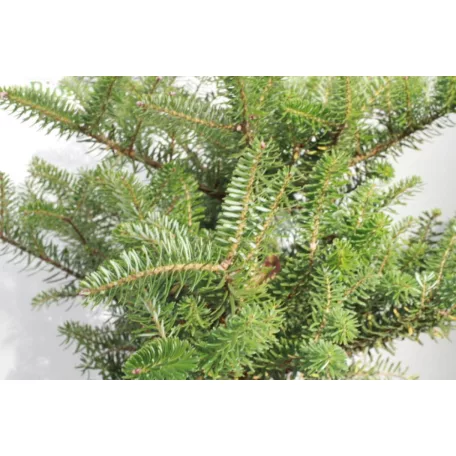Koreai jegenyefenyő Abies koreana 25-30cm C3 lit.