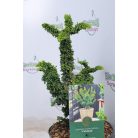 Törpe hinoki hamisciprus Chamaecyparis obtusa Chirimen 15-20 cm P18