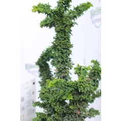   Törpe hinoki hamisciprus Chamaecyparis obtusa Chirimen 15-20 cm P18