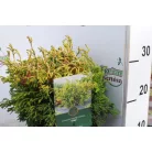 Hinoki álciprus, japán hamisciprus Chamaecyparis obtusa 'Gitte' 20-25 cm P18