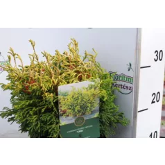   Hinoki álciprus, japán hamisciprus Chamaecyparis obtusa 'Gitte' 20-25 cm P18