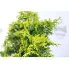 Melody hinoki ciprus Chamaecyparis obtusa 'Melody' 20-25 cm