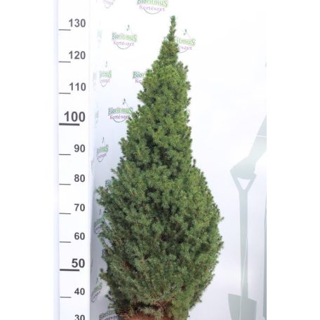 Cukorsüvegfenyő Picea glauca 'Conica'  110-120 cm C10 lit.