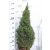 Cukorsüvegfenyő Picea glauca 'Conica'  110-120 cm C10 lit.