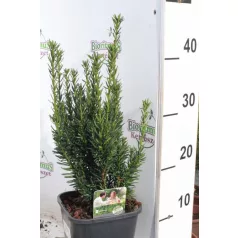   Oszlopos tiszafa Taxus media 'Hillii' (hímivarú) 40-50 cm K2lit.