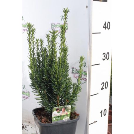 Oszlopos tiszafa Taxus media 'Hillii' (hímivarú) 40-50 cm K2lit.