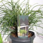 Fonalas tuja Thuja plicata 'Whipcord' 25-30 cm C3