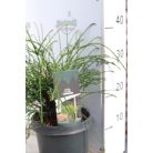 Fonalas tuja Thuja plicata 'Whipcord' 25-30 cm C3