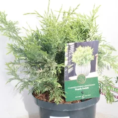   Hamisciprus fehértarka Chamaecyparis lawsoniana 'Pearly Swirls' 30-40 cm P18
