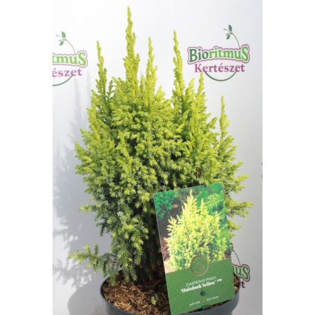Törpe himalájai boróka Juniperus pingii 'Hulsdonk Yellow'  30-40 cm P18  GRO3