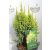 Törpe himalájai boróka Juniperus pingii 'Hulsdonk Yellow'  30-40 cm P18  GRO3