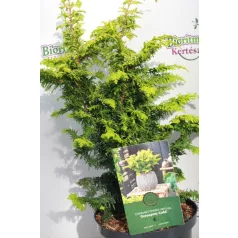   Fernspray Gold hinoki hamisciprus Chamaecyparis obtusa 'Fernspray Gold' 30-40 cm P18  