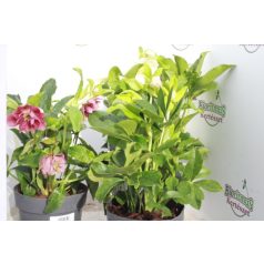   Keleti hunyor (színkeverék) Helleborus orientalis 35 cm P14