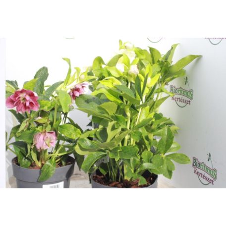 Keleti hunyor (színkeverék) Helleborus orientalis 35 cm P14